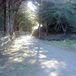 Forest Entryway