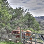 Horses